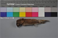 藏品(斑文鳥)的圖片